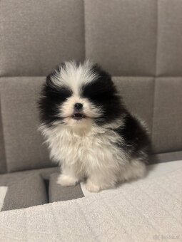 pomeranian Strakoš - 3