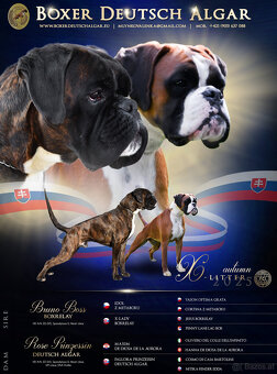Boxer Welpen mit FCI Papieren - 3