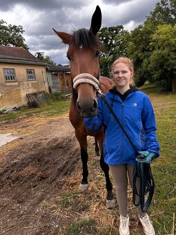 4 jähriger Wallach - 3