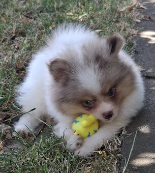 hübscher Pomchi Rüde mit toller Zeichnung abzugeben - 3