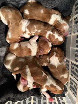 welsh springer spaniel Welpen - 3