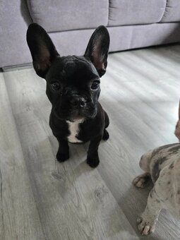 französische bulldogge - 3