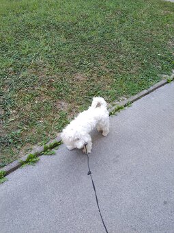Hund Malteser - 3