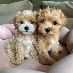 Adorable Maltipoo puppies for sale - 3
