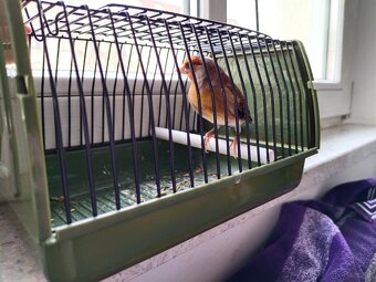 Stieglitzmischling - 3