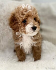 Gorgeous Puppies for sale - 3