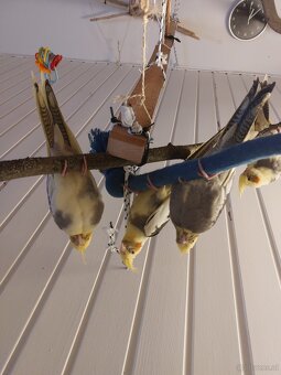 Gider heimo züchter - 3