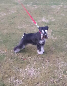 Zwergschnauzer Schwarz-Silber - 3