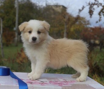 Puppy border collie - 3
