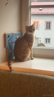 2 Katzen können einzeltn oder gemeinsam vermitteln werden - 3