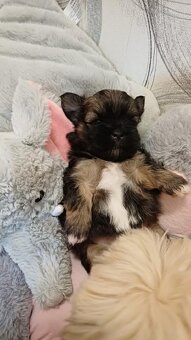 LHASA APSO Welpe mit Stammbaum - 3
