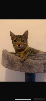 Kitten - 3