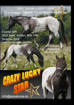 Appaloosa Deckhengst - Homozygot Schwarz - 3