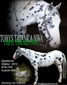 Appaloosa Deckhengst - Black Leopard - 3