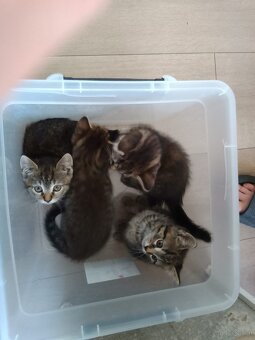 Kitten 9wochen - 3