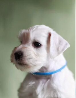 Weißer Zwergschnauzer - 3