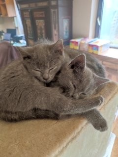 4 echte Kartäuser Chartreux Kätzchen - 3