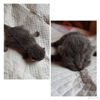 Britisch Kurzhaar Kitten - 3