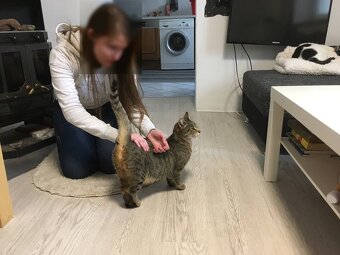 Kleine süße "Tigra" in liebevolle Hände abzugeben - 3