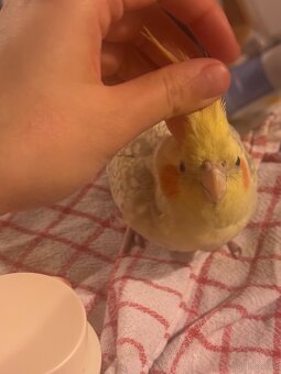 3 Vögel/Nymphensittiche + Käfig inkl. Zubehör - 3