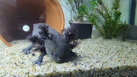Axolotl zu verschenken - 3