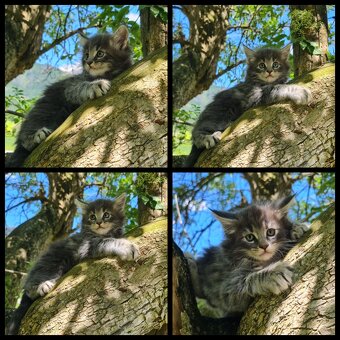 Reinrassige Maine Coon Kitten - 3