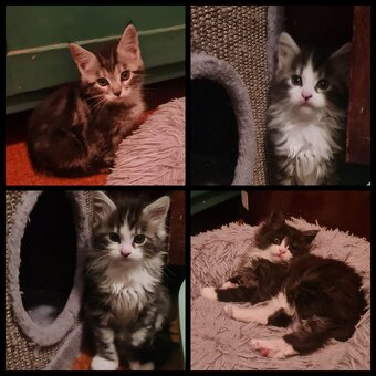 Reinrassige Maine Coon Kitten - 3