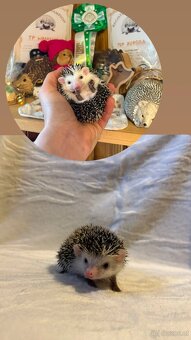 Afrikanische Zwergigel - (African Pygmy Hedgehog) - 3