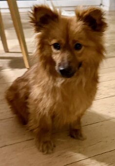 Kleine Hündin 5,5 kg, 1,5 Jahre alt sucht ein Körbchen - 3