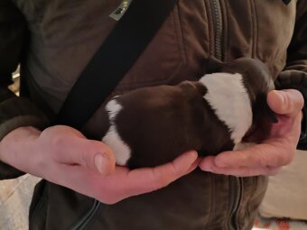 verkaufe kleine Münsterländer vorstehhund-Welpen - 3