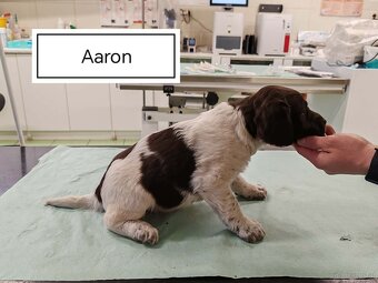 verkaufe kleine Münsterländer vorstehhund-Welpen - 3