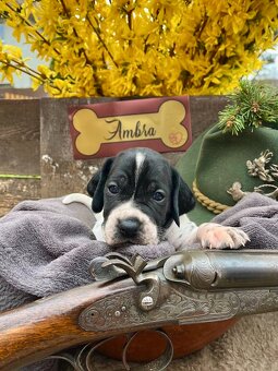 Auvergne Hűhnerhund/Jagdhund (FCI) - 3