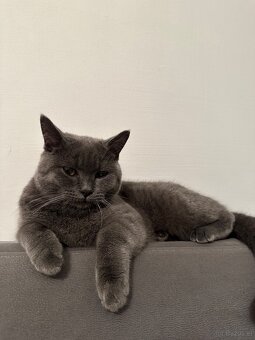BKH Kater - 3