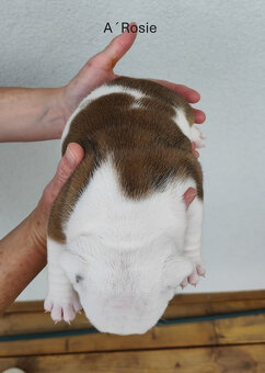 Englische Bulldoggenwelpen mit PP - 3