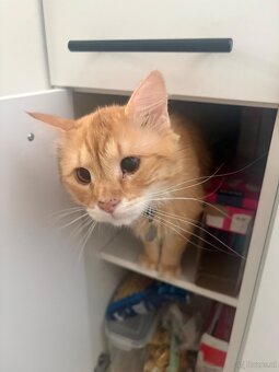 Wohnungskatze zu verkaufen 🐈 - Mini Maine Coon Mischling - 3