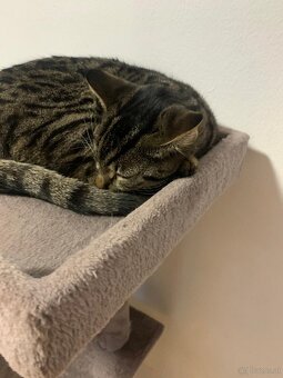 Tigerkatze - 3