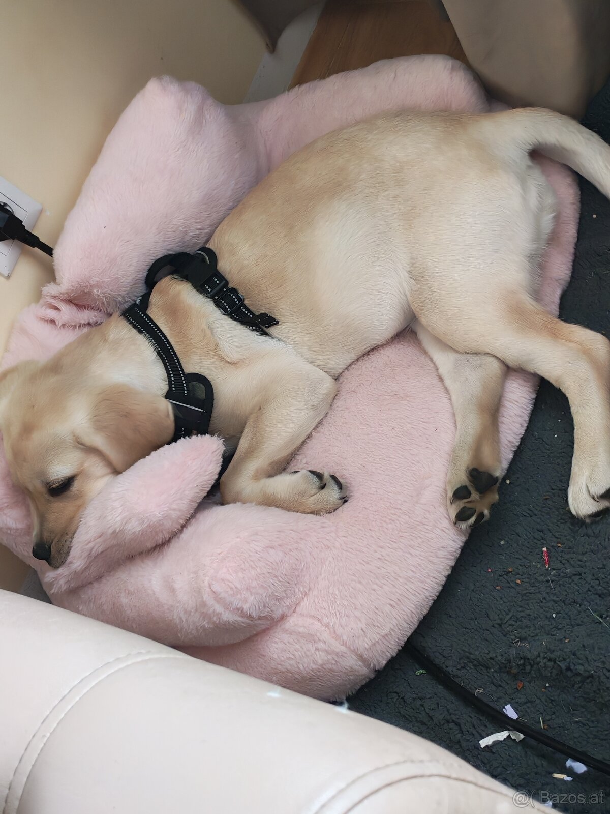 Labrador Welpe - 4