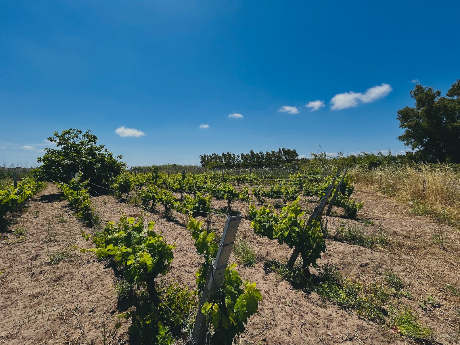 Weinberge auf Sardinien, Italien - 4