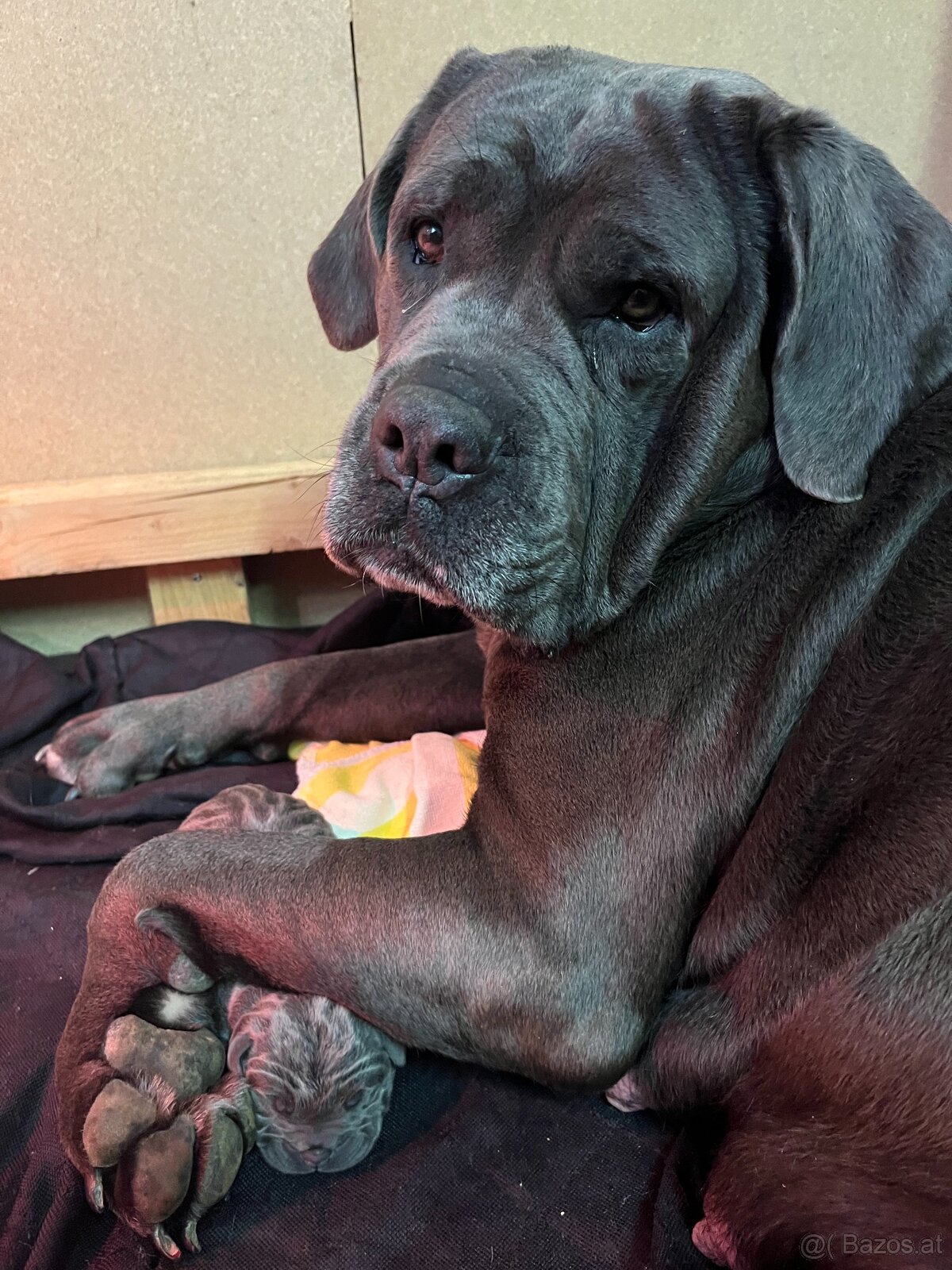 Reinrassige Cane Corso Welpen - 4