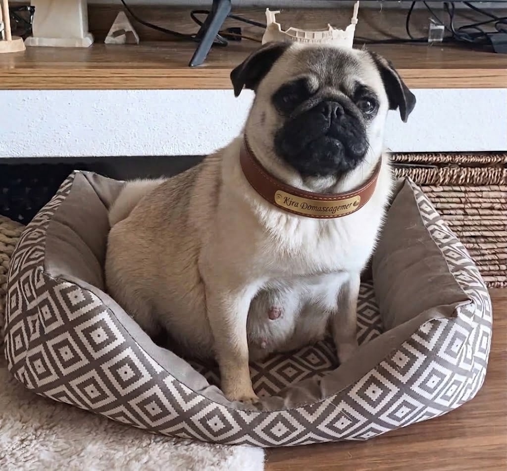 Mops Welpen mit Ahnentafel - 4