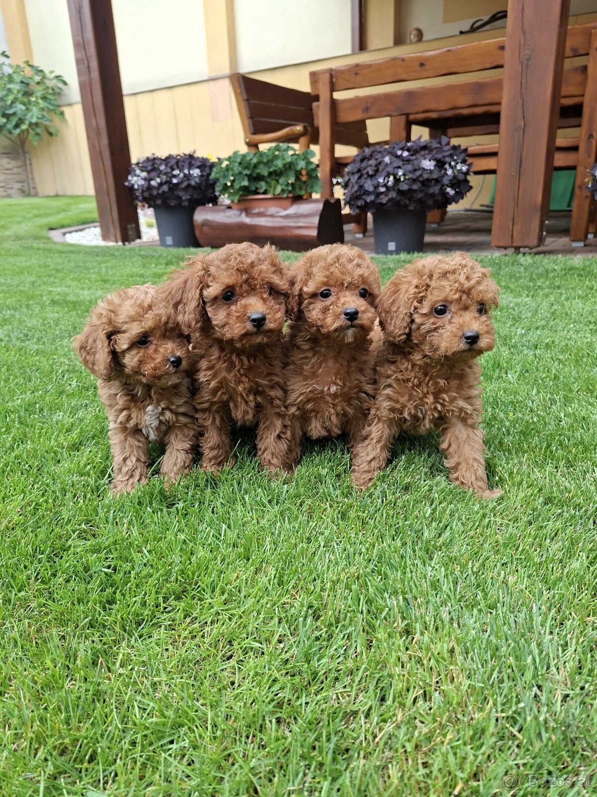 Pudel poodle toy red - 4