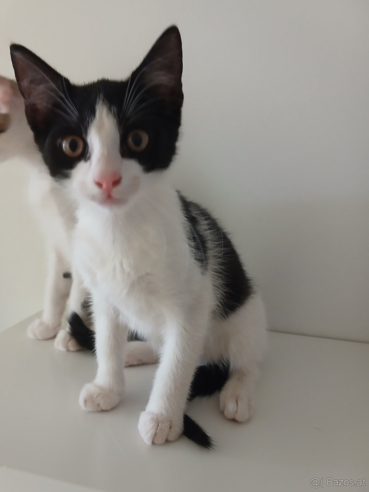 Hauskatze - 4
