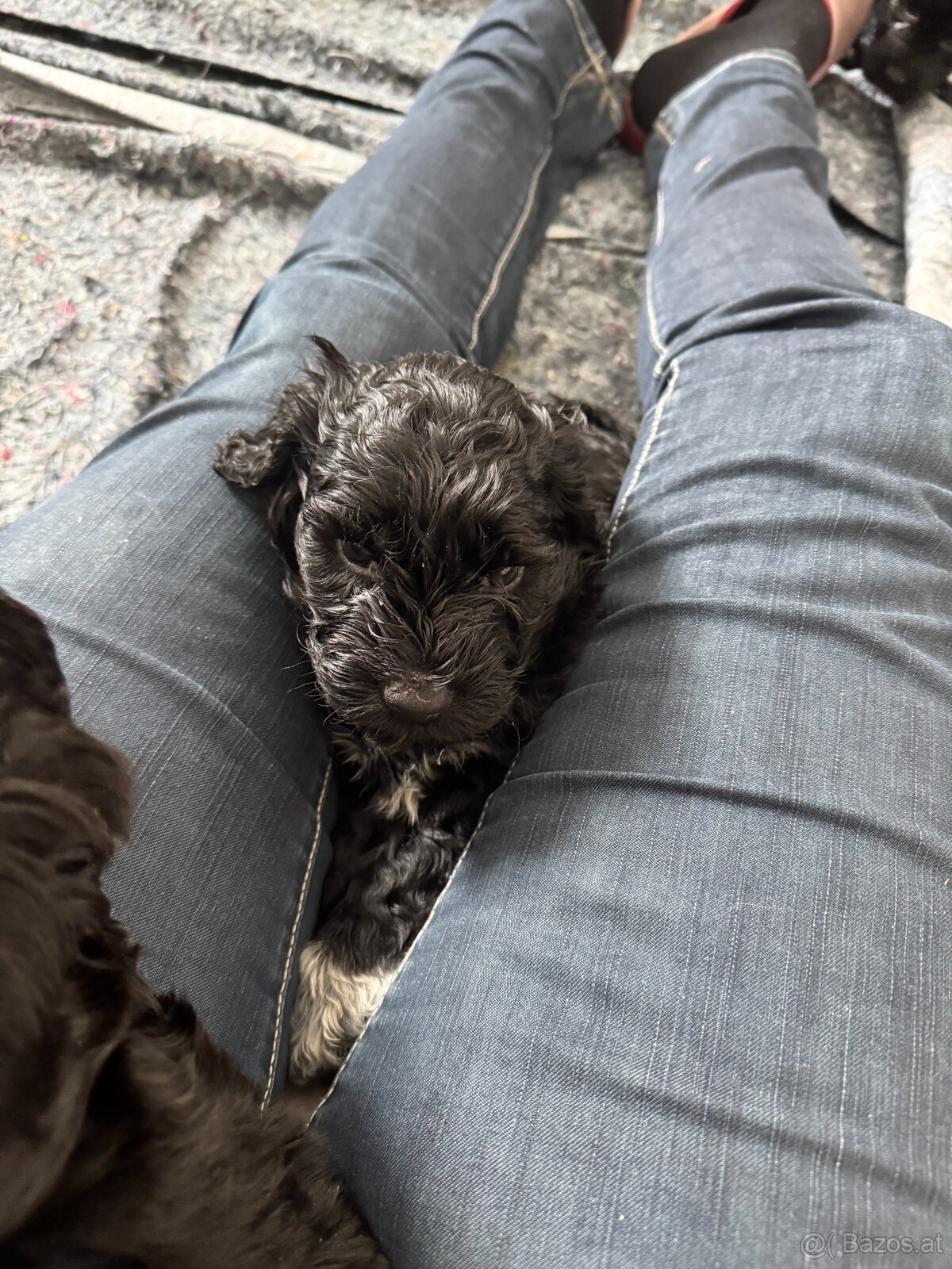 Portugiesische Wasserhundewelpen - 4