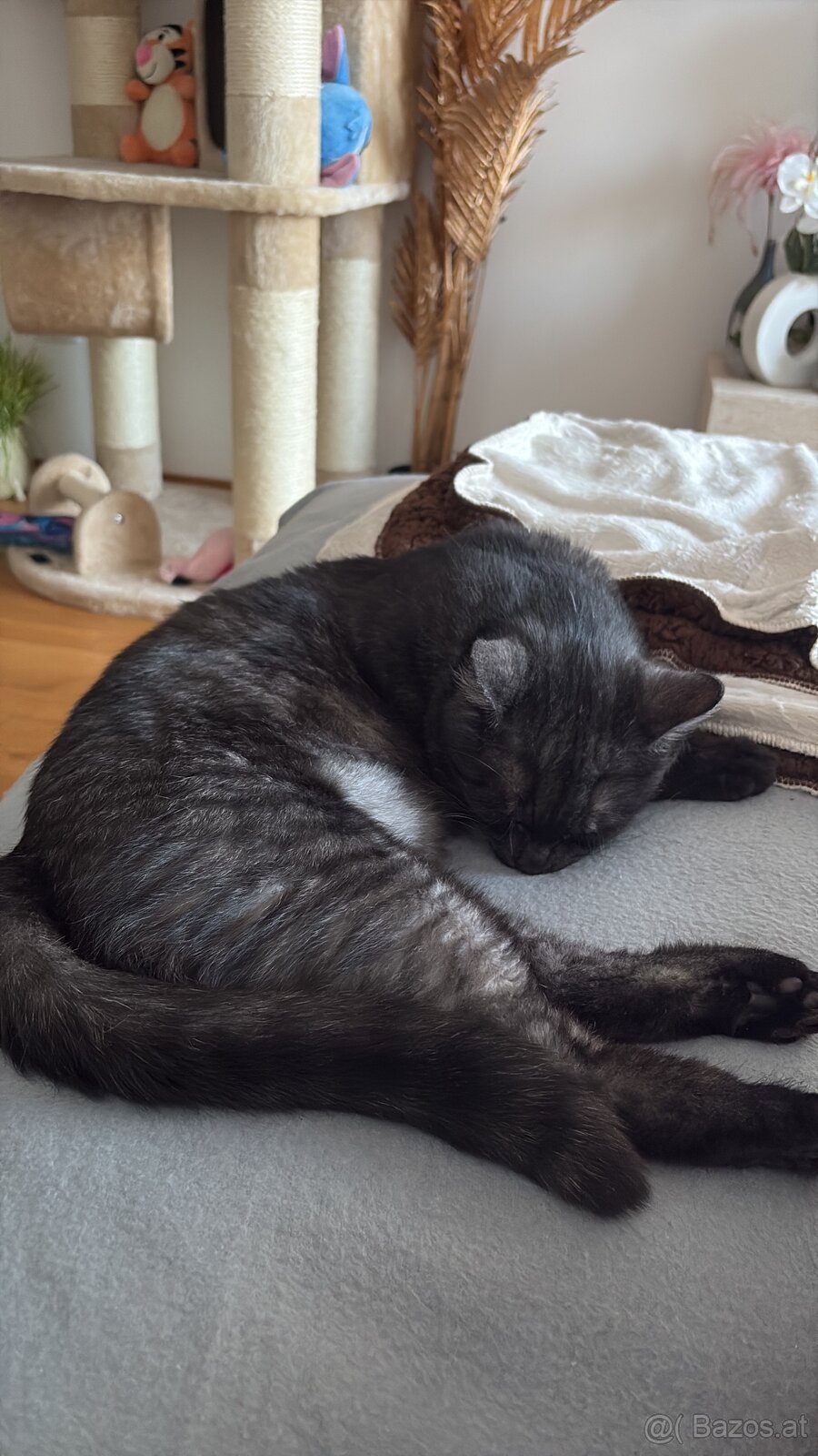 Deck Kater - 4