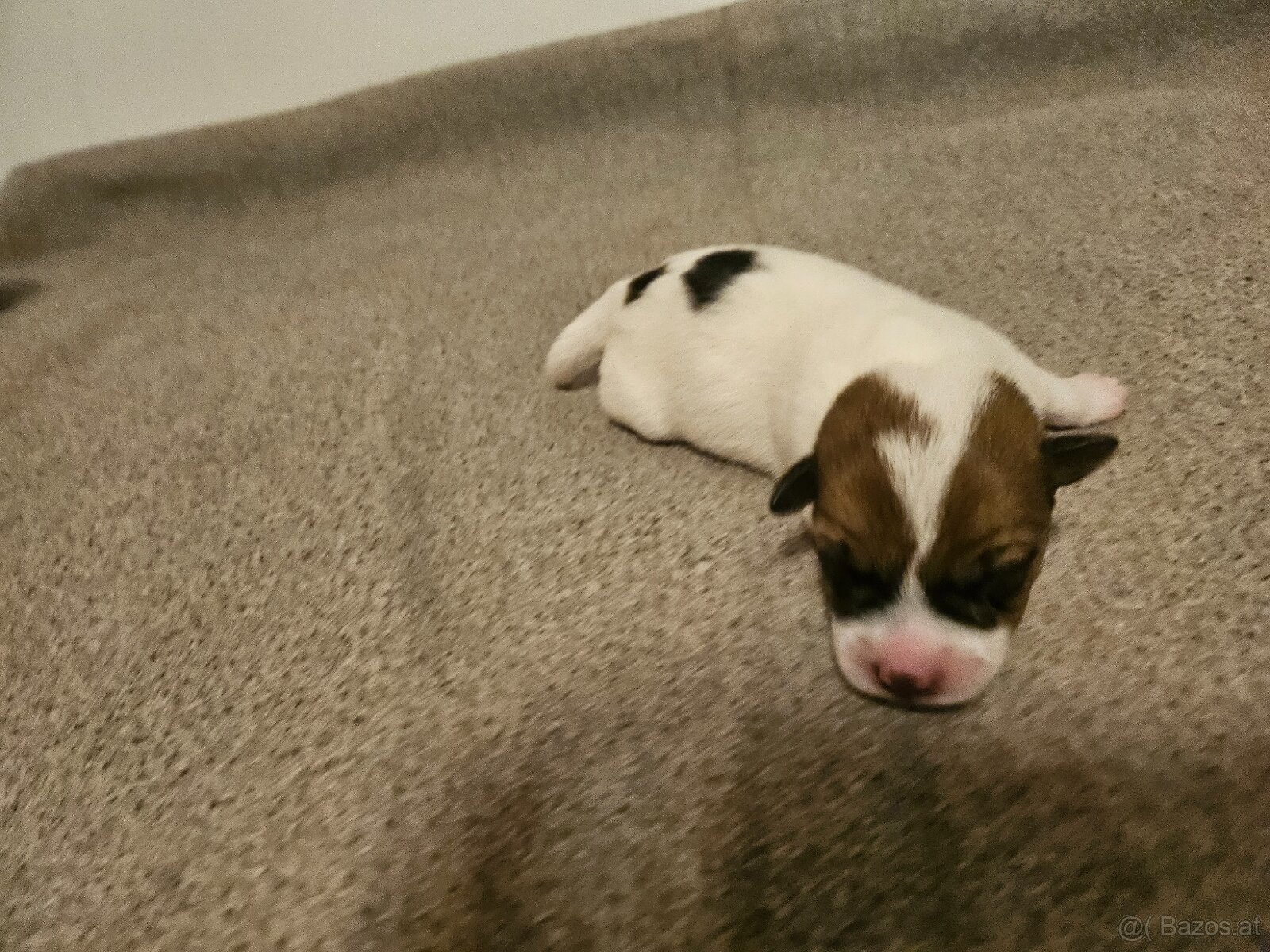 Jack Russell Terrier Welpen gew.13.04.2026 - 4