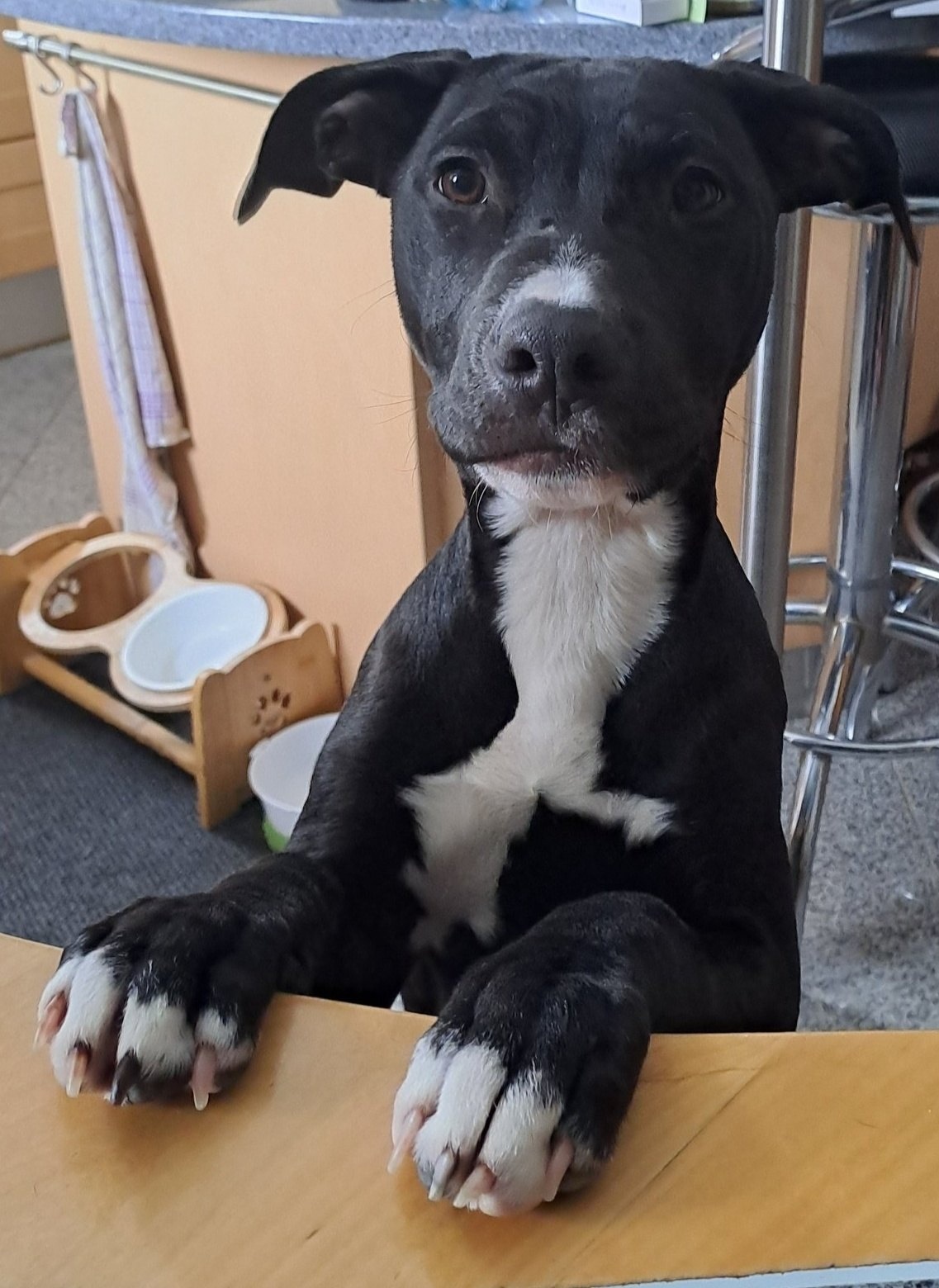 reinrassige APBT Welpen - 4