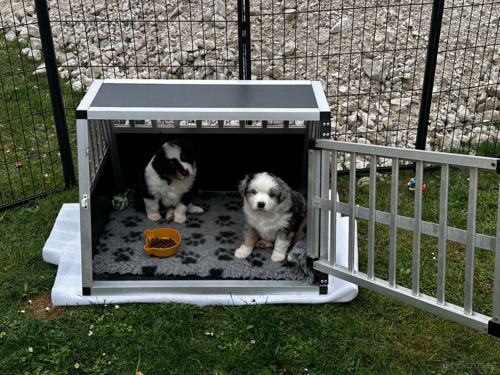 Miniature American Shepherd FCI - 4