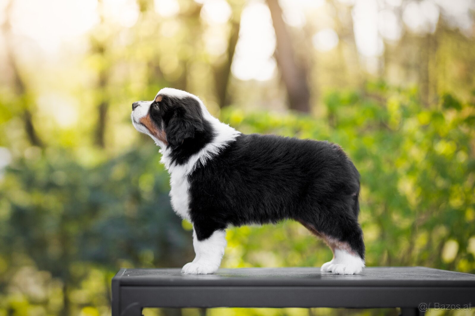 Miniature American Shepherd FCI - 4