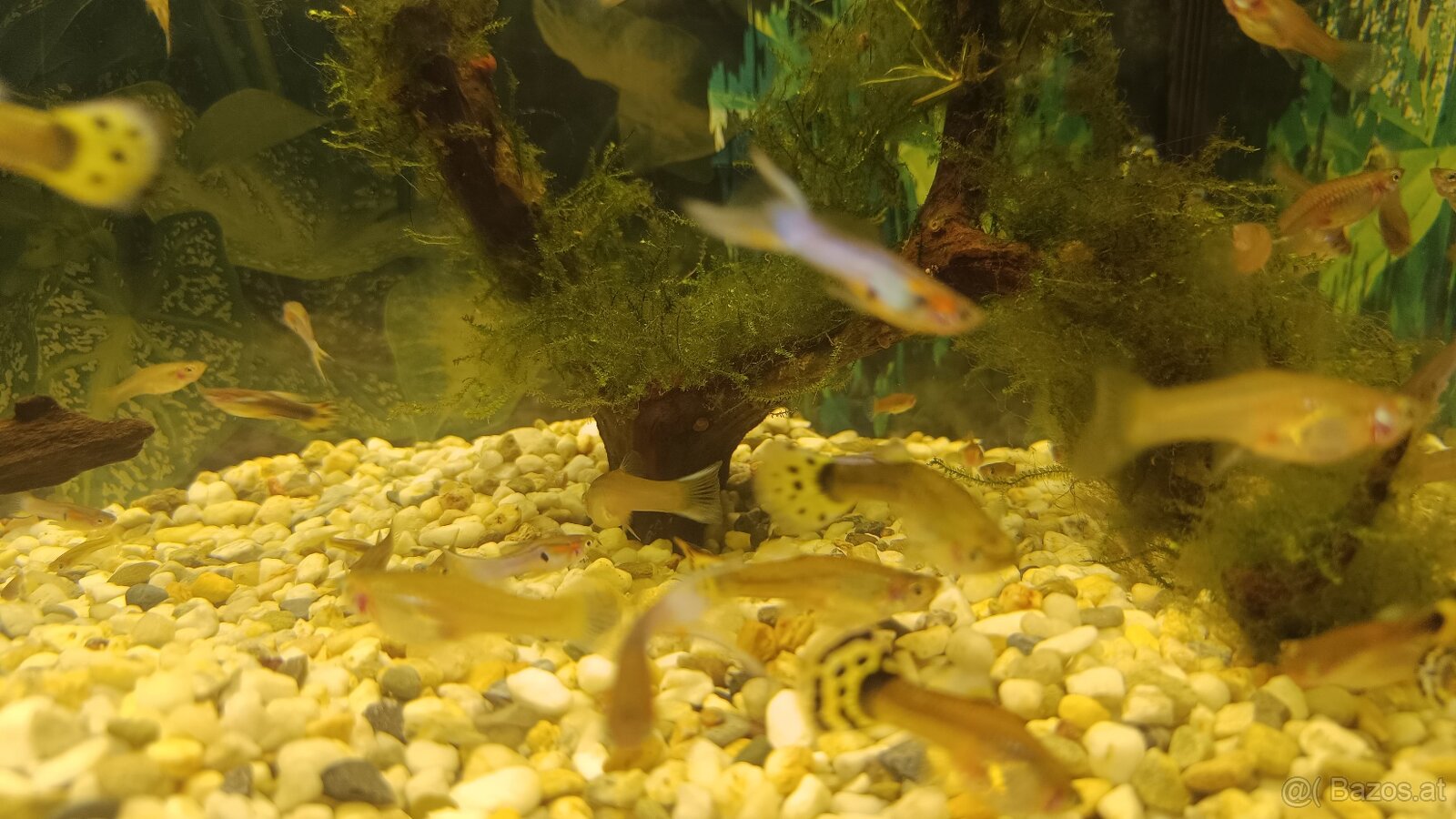 Guppy, Molly - 4