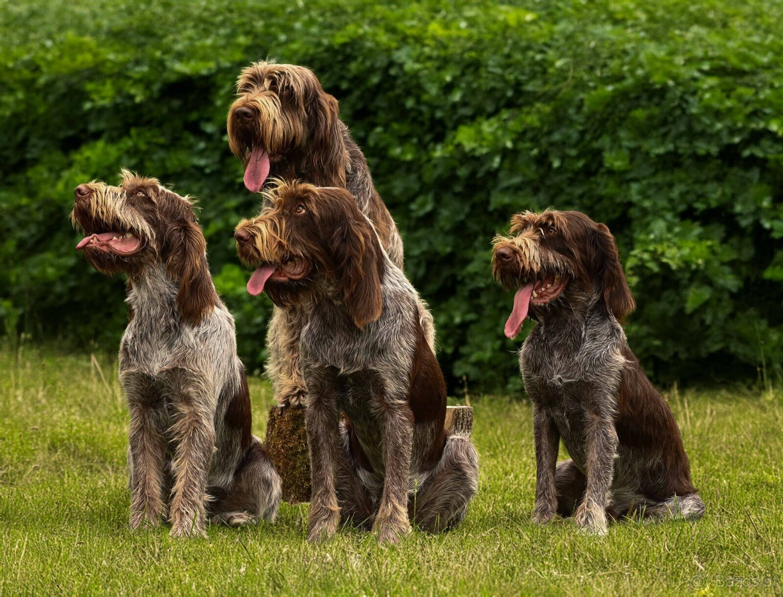 Spinone italiano - 4